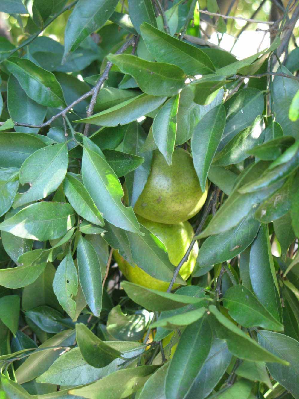            Shade leaves (Winter Haven, FL)   
